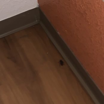 Motel 6 - Cockroach - Hotels Near Me - Stanton, California Motel 6 - Cockroach - Hotels Near Me - Stanton, California