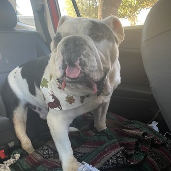 Splish Splash Wags - Stewy looking fresh for fall thanks to Splish splash wag!!!! We love you guys!!!! - Pet Groomers Near Me - Long Beach, California
