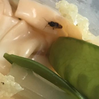 Han Palace - A roach and a fruit fly, 2 for the price of 1! - Chinese Near Me - Warwick, Rhode Island