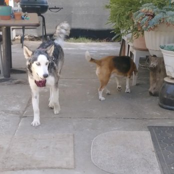 Brown's Sitting Services - Dog Walkers Near Me - Marysville, California