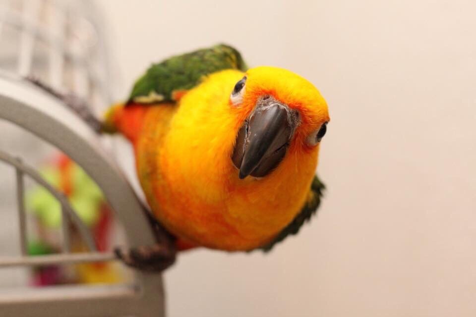 Pet World Image
