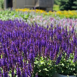 Windridge Perennials & Landscaping