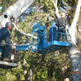 DMA Tree Service - DMA TREE Service Freestone County Texas Tree removal, Tree Service, Stump Removal, Hauling, Clearing, Free Estimate Freestone... - Tree Services Near Me - Teague, Texas DMA Tree Service - DMA TREE Service Freestone County Texas Tree removal, Tree Service, Stump Removal, Hauling, Clearing, Free Estimate Freestone... - Tree Services Near Me - Teague, Texas