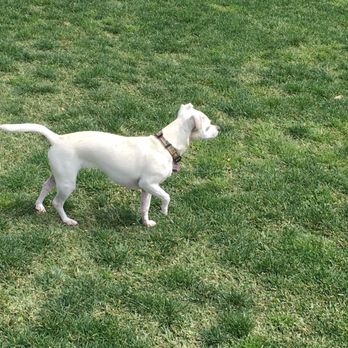 Wagsdale Dog Park - Charlie on point - Dog Parks Near Me - Ladera Ranch, California Wagsdale Dog Park - Charlie on point - Dog Parks Near Me - Ladera Ranch, California