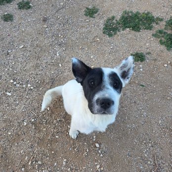 Mutt Matchers & Friends - This is one of their dogs up for adoption, her name is poppy. Very loving dog once she sniffs you and gets a feel for you. - Animal Shelters Near Me - Kingman, Arizona Mutt Matchers & Friends - This is one of their dogs up for adoption, her name is poppy. Very loving dog once she sniffs you and gets a feel for you. - Animal Shelters Near Me - Kingman, Arizona