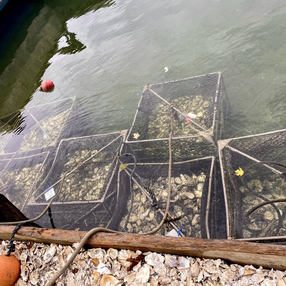Minterbrook Oyster - a fish trap in the water - Seafood Markets Near Me - Gig Harbor, Washington Minterbrook Oyster - a fish trap in the water - Seafood Markets Near Me - Gig Harbor, Washington
