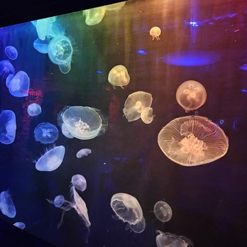 Newport Aquarium - Aquariums Near Me - Newport, Kentucky Newport Aquarium - Aquariums Near Me - Newport, Kentucky