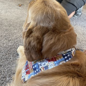 Pretty Paws Grooming Salon - Buzzed Ears. - Pet Groomers Near Me - Parma, Idaho