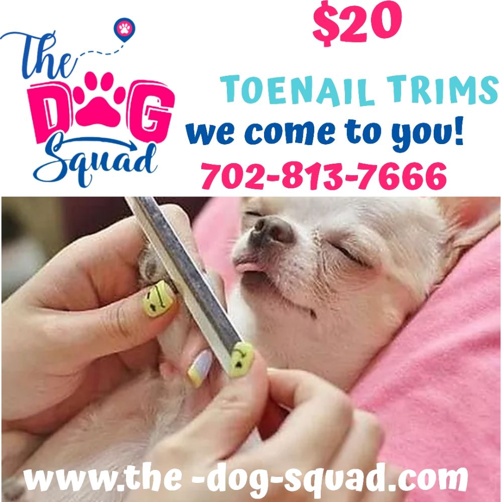 THE DOG SQUAD Pet Sitting Las Vegas, NV Phone Number Yelp