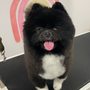 Photo of Dirty Pawz Dog Wash