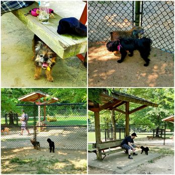 Graves Park - The large and small dog enclosures are secure from each other. Shady seats! - Parks Near Me - Norcross, Georgia Graves Park - The large and small dog enclosures are secure from each other. Shady seats! - Parks Near Me - Norcross, Georgia