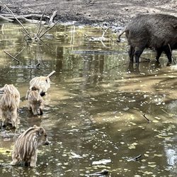 Wildpark Eekholt - Der Kleine vorne links sch... gerade ins Wasser