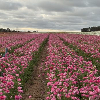 The Flower Fields - Flower fields - Venues & Event Spaces Near Me - Carlsbad, California