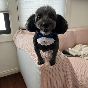 Hello Kim's Grooming - Pet Groomers Near Me - La Mirada, California