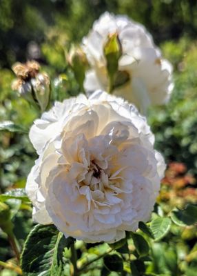 Highclere Castle by null