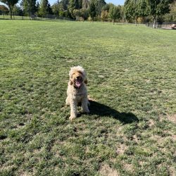 PCC Rock Creek Dog Park - My dog loves running on the grass!
