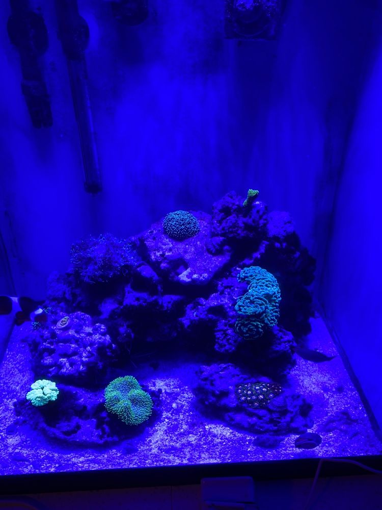 BIG AL’S Updated August 2024 56 Photos & 32 Reviews 850 Dundas