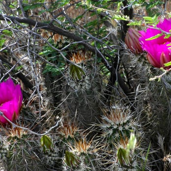 Cathedral Rock - The Crimson Hedgehog Cactus. - Hiking Near Me - Sedona, Arizona Cathedral Rock - The Crimson Hedgehog Cactus. - Hiking Near Me - Sedona, Arizona
