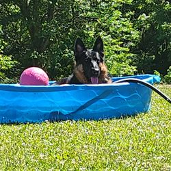 Windrose Animal Hospital - Junior's happy place