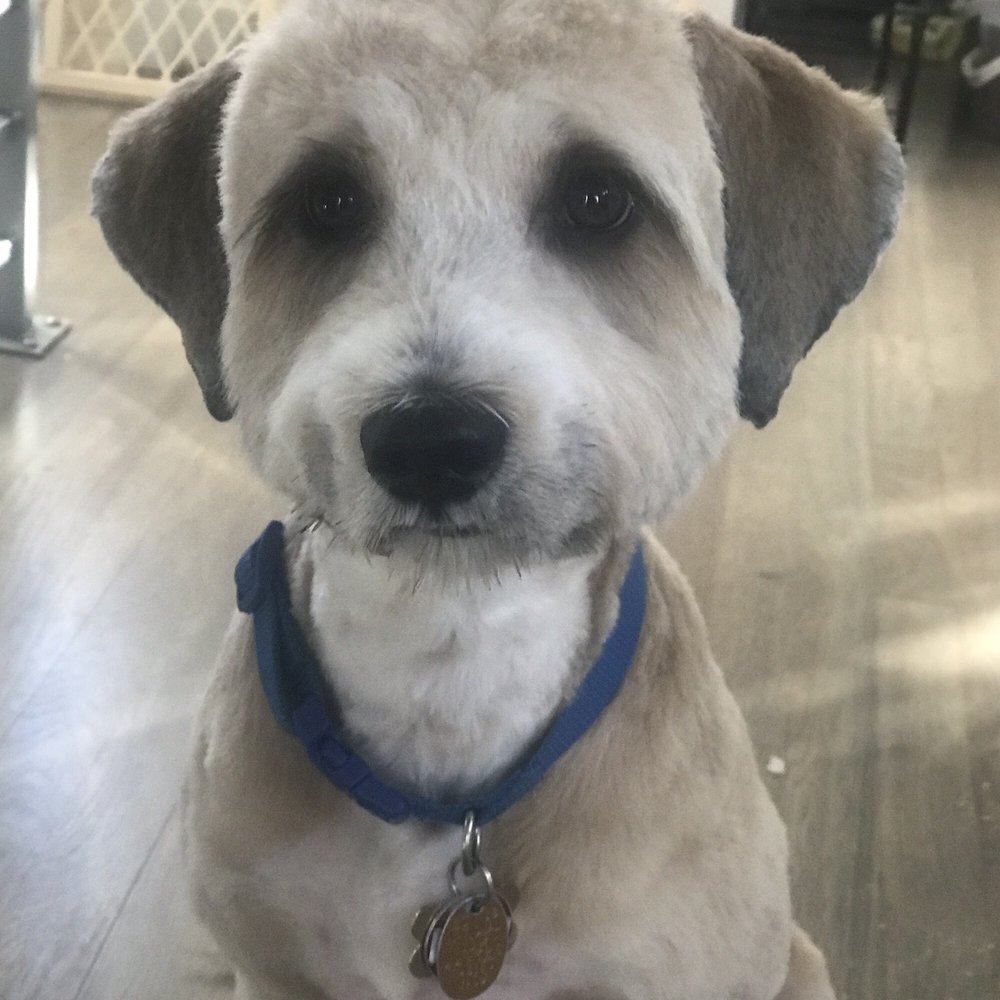 Dog Star Grooming - I could hardly recognize his face... - Pet Groomers Near Me - Seattle, Washington