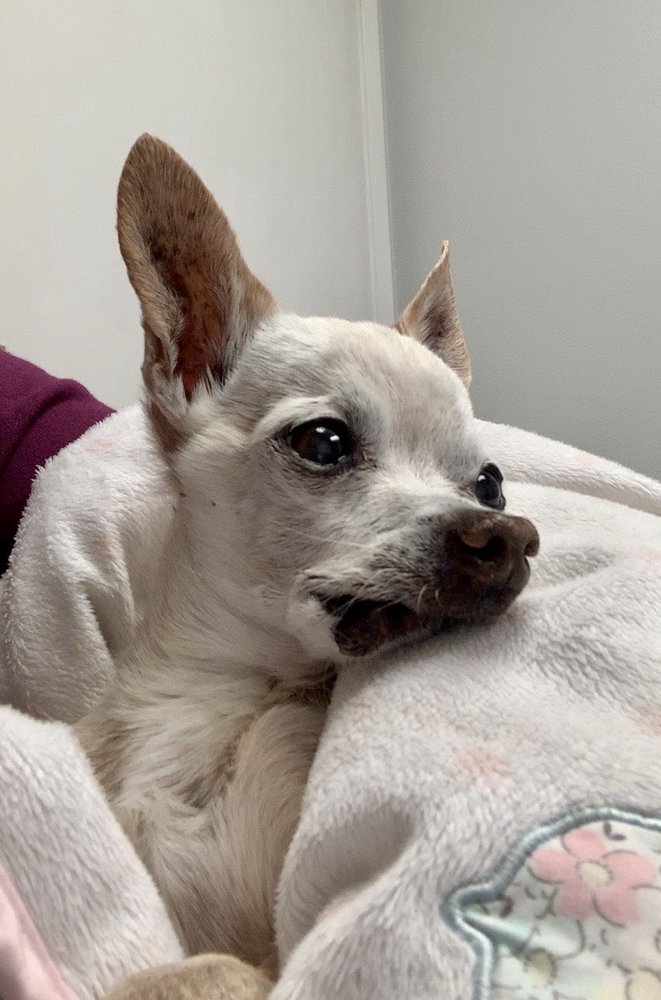 LOCKEFORD VETERINARY GROUP Updated April 2024 10163 Badger Creek Ln