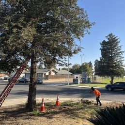 These are the trees that they cut down with great care.