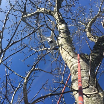Releaf Tree Works - Tree Services Near Me - Charlotte, North Carolina Releaf Tree Works - Tree Services Near Me - Charlotte, North Carolina