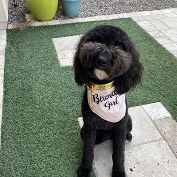 Prestige Pet Salon - Gracie after the Prestige team gave her a birthday hair cut ! - Pet Groomers Near Me - Chandler, Arizona Prestige Pet Salon - Gracie after the Prestige team gave her a birthday hair cut ! - Pet Groomers Near Me - Chandler, Arizona