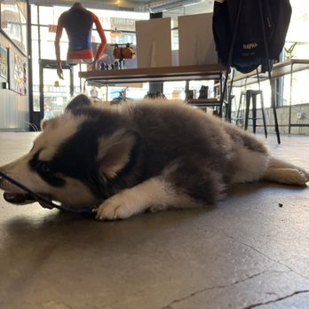 Rapha - Chicago - Diesel the Pomsky nibbling on a treat the staff gave us. - Bikes Near Me - Chicago, Illinois Rapha - Chicago - Diesel the Pomsky nibbling on a treat the staff gave us. - Bikes Near Me - Chicago, Illinois