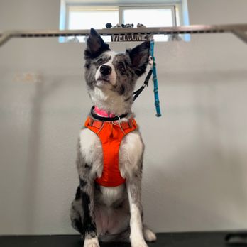 Outlaw Pet Grooming - Pet Groomers Near Me - Nampa, Idaho Outlaw Pet Grooming - Pet Groomers Near Me - Nampa, Idaho
