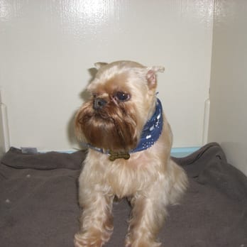Blue Ribbon Grooming - Pet Groomers Near Me - Pasadena, California Blue Ribbon Grooming - Pet Groomers Near Me - Pasadena, California