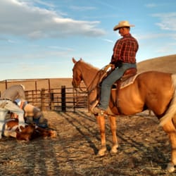 Gary Williams Training - Branding calves.