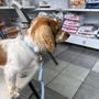 Photo of The Honolulu Pet Clinic