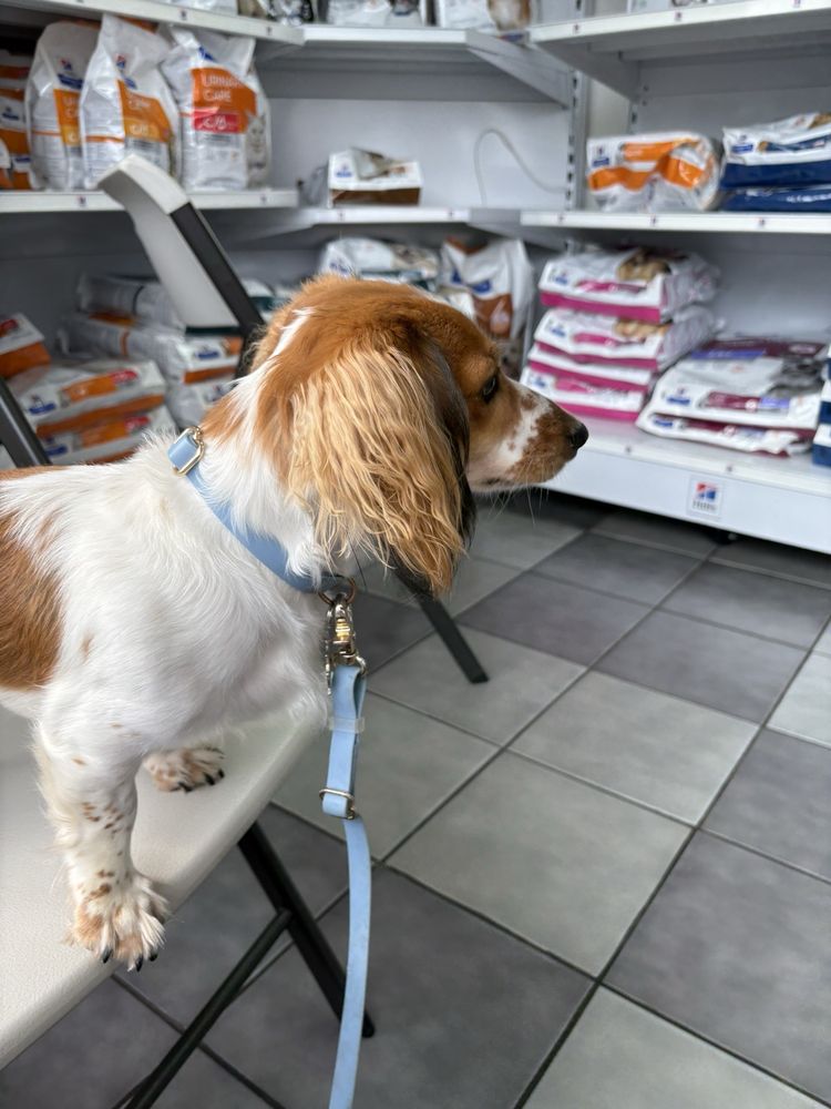 The Honolulu Pet Clinic - pet boarding facility in Honolulu, HI