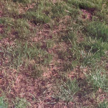 Tomlinson Bomberger Lawn Care & Landscape - a dog in the grass - Landscaping Near Me - Lancaster, Pennsylvania