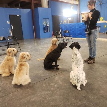 Azani Pro Dog Training - Pet Training Near Me - Edmond, Oklahoma