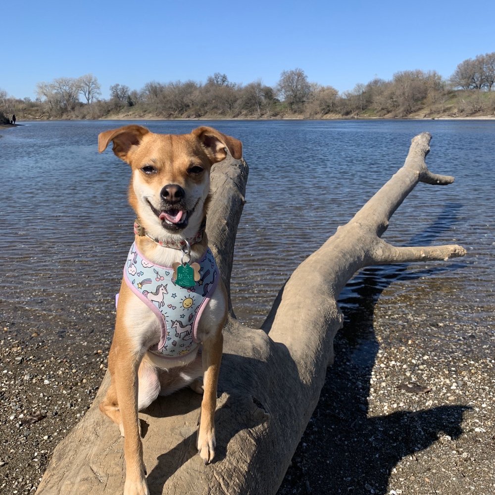 Pet Food Express - Pet Stores Near Me - Sacramento, California Pet Food Express - Pet Stores Near Me - Sacramento, California