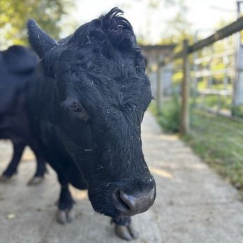 Mudchute - Farms Near Me - Isle of Dogs, XGL Mudchute - Farms Near Me - Isle of Dogs, XGL
