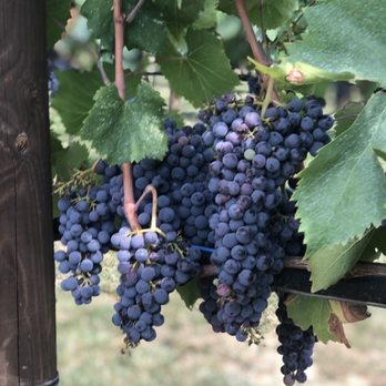 Tenuta Torciano - Wineries Near Me - San Gimignano, SI