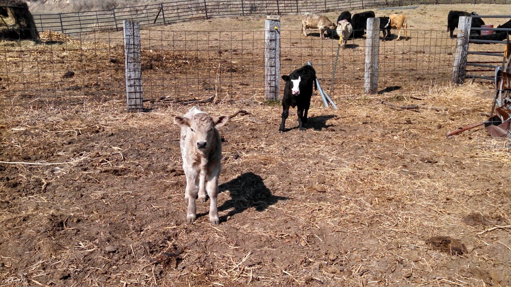 CENTURY 21 LOESS HILLS 420 E Erie St, Missouri Valley, Iowa Real