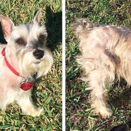 Mitzy, a Miniature Schnauzer Rescue of Houston dog, was transformed from a tangled mess to a perfectly groomed schnauzer. Mitzy, a Miniature Schnauzer Rescue of Houston dog, was transformed from a tangled mess to a perfectly groomed schnauzer.