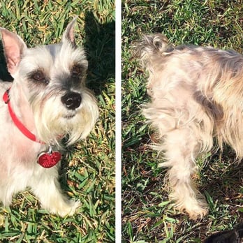 Spring Klein Pet Salon - Mitzy, a Miniature Schnauzer Rescue of Houston dog, was transformed from a tangled mess to a perfectly groomed schnauzer. - Pet Groomers Near Me - Spring, Texas Spring Klein Pet Salon - Mitzy, a Miniature Schnauzer Rescue of Houston dog, was transformed from a tangled mess to a perfectly groomed schnauzer. - Pet Groomers Near Me - Spring, Texas