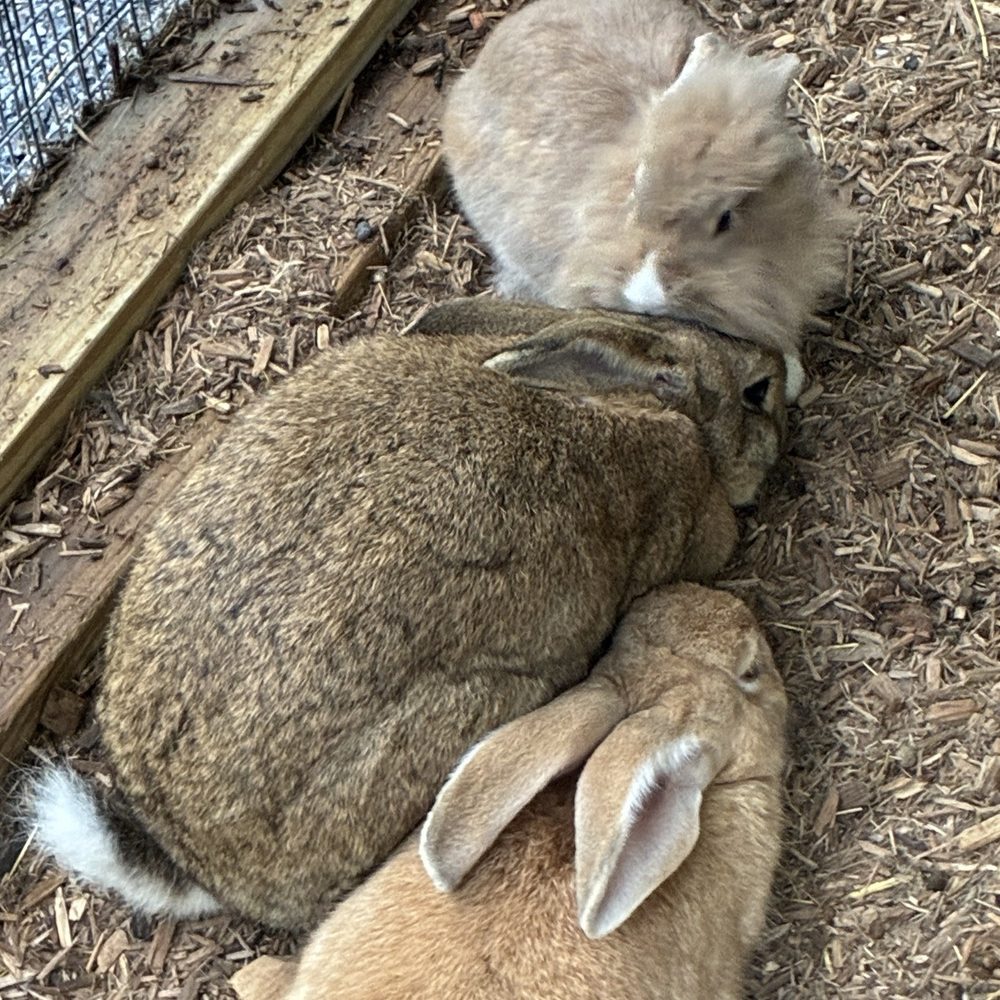 The Pretzel Hut - Rabbits - Ice Cream & Frozen Yogurt Near Me - Newmanstown, Pennsylvania The Pretzel Hut - Rabbits - Ice Cream & Frozen Yogurt Near Me - Newmanstown, Pennsylvania