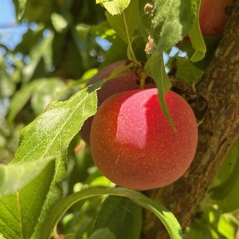 EARTHseed Farm - Pick Your Own Farms Near Me - Sebastopol, California EARTHseed Farm - Pick Your Own Farms Near Me - Sebastopol, California