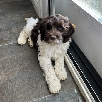 Sweet Time Labradoodles - Pet Breeders Near Me Sweet Time Labradoodles - Pet Breeders Near Me