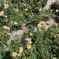 Earl's Nursery - Roses