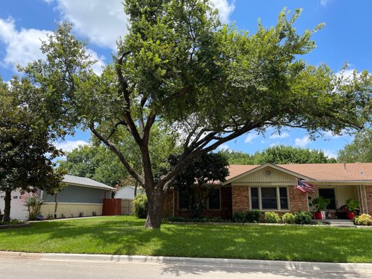 Rubios Trees & Landscaping