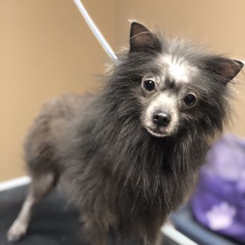 doggie do's hair salon