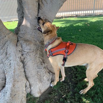 Mulligan Dog Park - Dog Parks Near Me - Indio, California