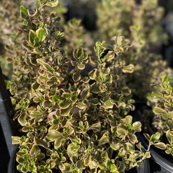 Waterwise Botanicals - Coprosma baueri 'Autumn Splendor' - Nurseries & Gardening Near Me - Bonsall, California Waterwise Botanicals - Coprosma baueri 'Autumn Splendor' - Nurseries & Gardening Near Me - Bonsall, California